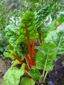 Chard