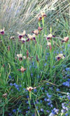 El Cerriton Garden - Ceanothus Iris