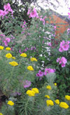 El Cerriton Garden - Flowering Shrubs