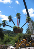 Public Gardens - Moving Palm