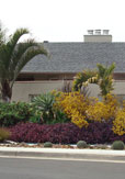 La Jolla Modern Garden - After 3