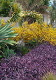 La Jolla Modern Garden - After 1