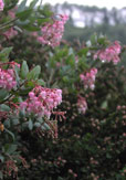 Public Gardens - Myrtle Wolf