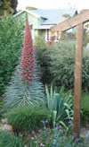 El Cerriton Garden - Unusual Perenials